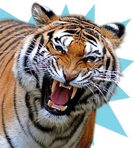 roaring tiger