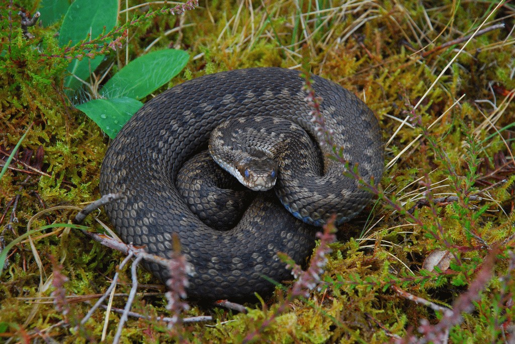 Adder (©Richard Eagles) Adder (©Richard Eagles)