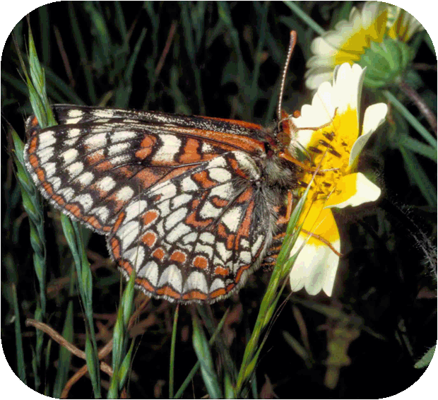 Bay checkerspot butterfly Bay checkerspot butterfly