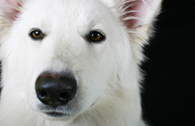 whitewhiskeydog