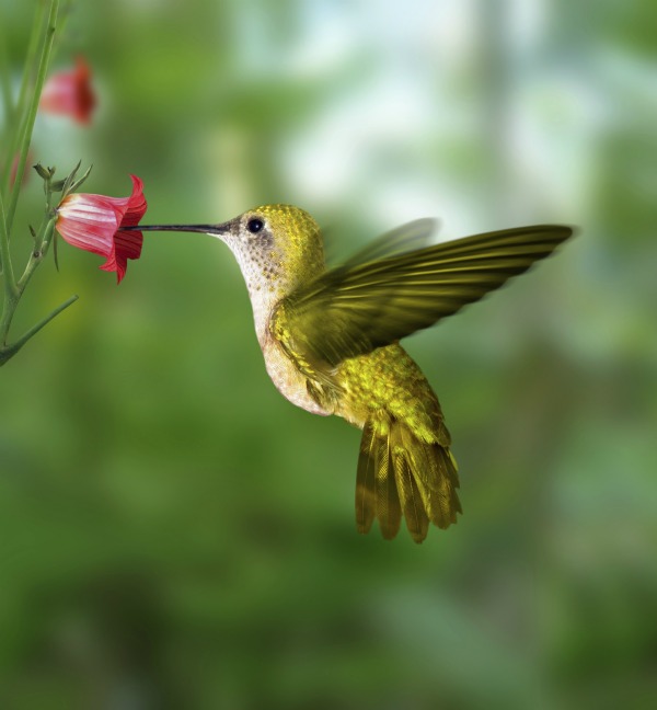 Hummingbird photo