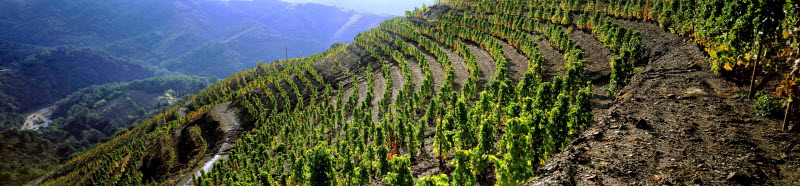 The vineyards of L'Ermita estate