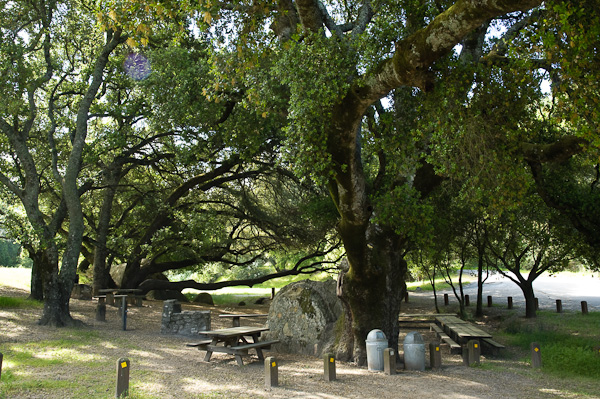 Live Oak Campsite