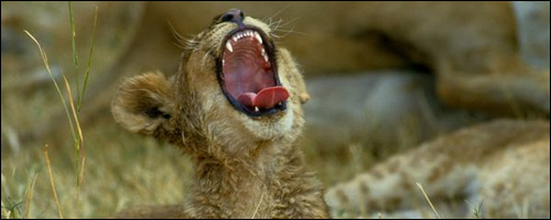 Big Cats