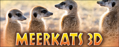 Meerkats 3D