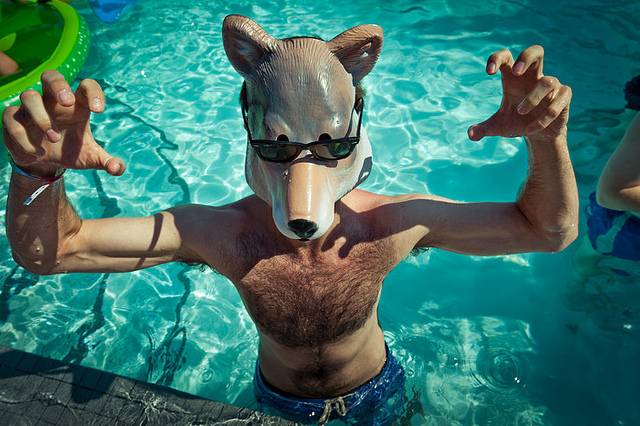 Pool Wolf Pool Wolf