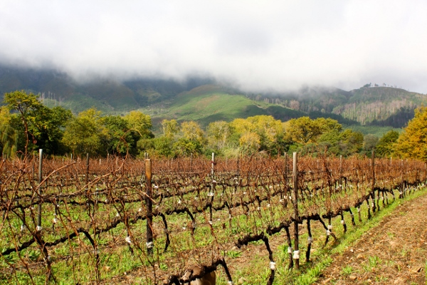 Vineyards of South Africa