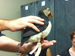 A puffin from the Moore Lab's collection