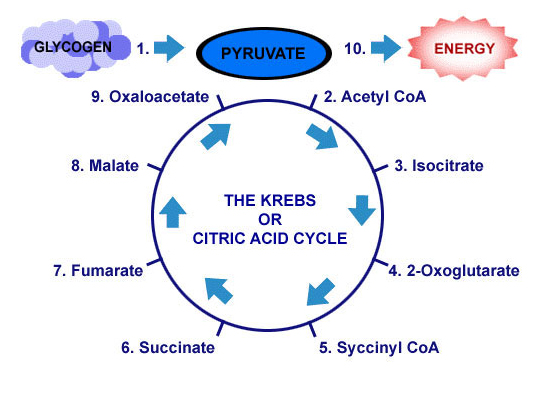 for dummies instagram Frompo   Krebs Cycle The Images