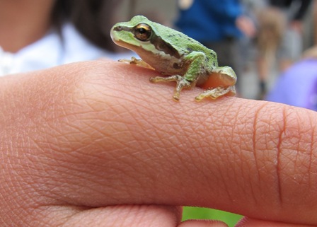 Frog on Hand