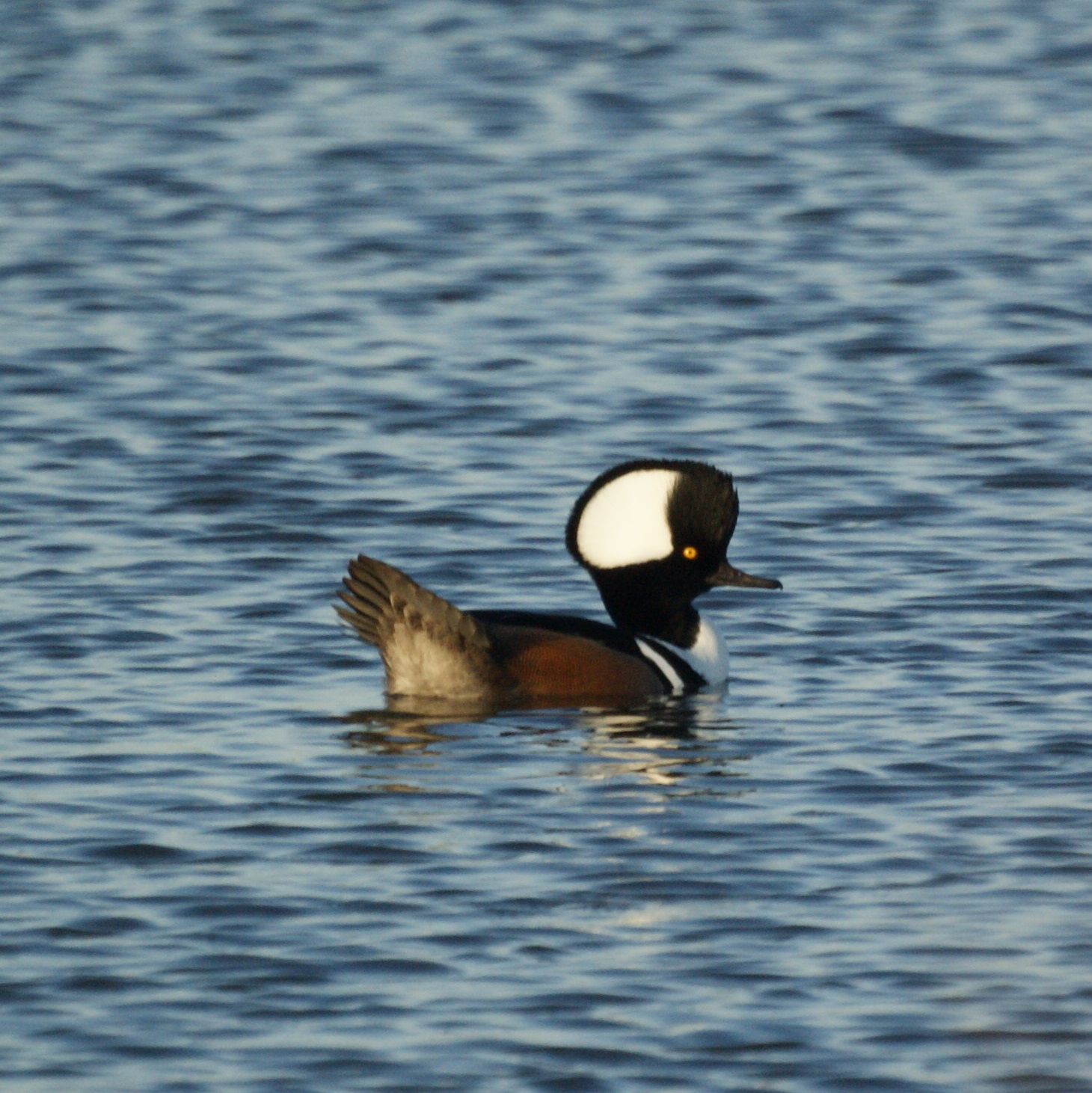 Photo Credit: Mike's Birds