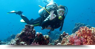 save the reef save the reef