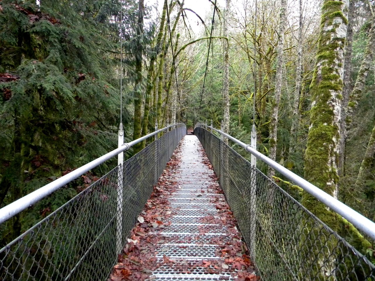 suspension bridge covered in leaves
