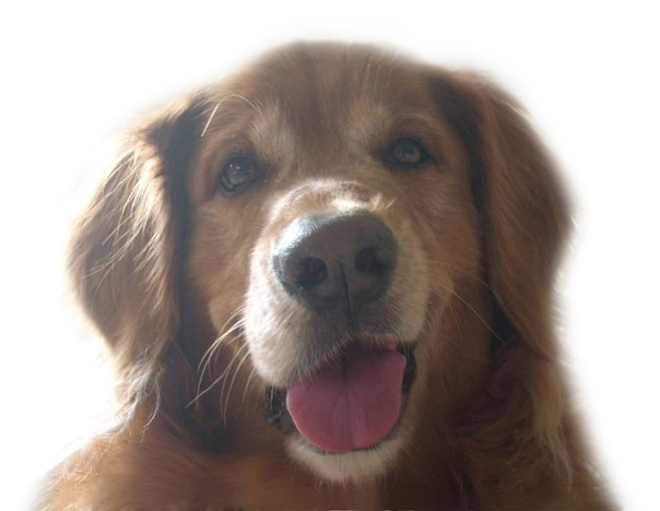 Brandon Lee June 10, 2001 – July 27, 2012