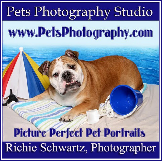 Pets Photography Studio