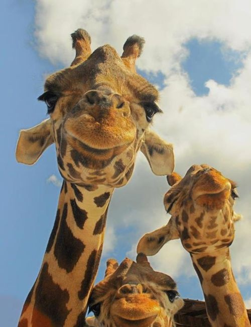 Giraffe family