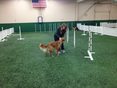 Forest City Dog Training Loves Park Il Forest City Dog Training Loves Park Il