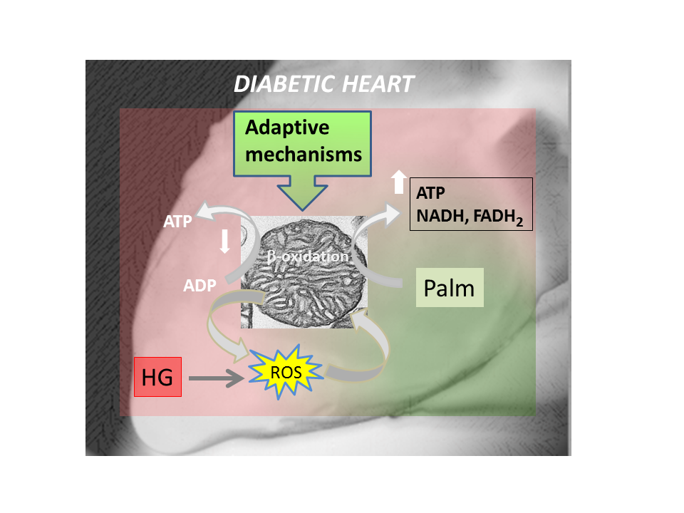 Mitochondrial adaptive mechanisms for overcoming heart dysfunction in diabetes