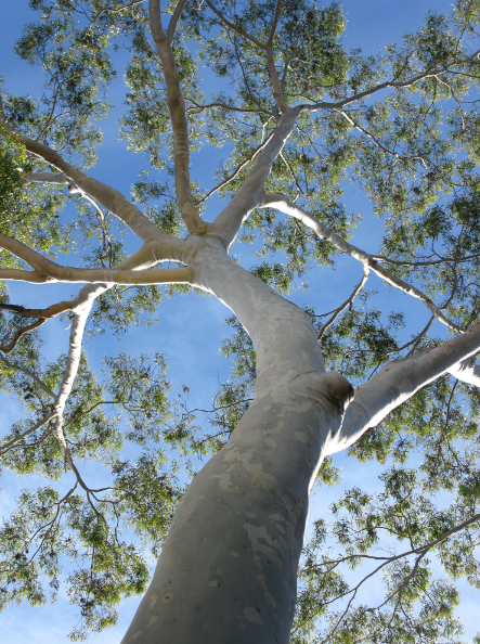 Tree Matt Ritter Climbing Eucalyptus Tree