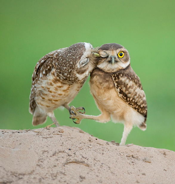 Kissing Owls