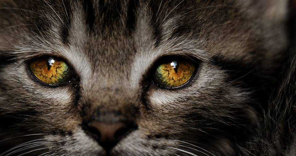 Cats Eyes Banner