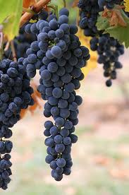 Aglianico - red grape of the South